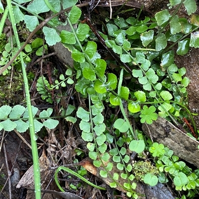 Asplenium flabellifolium (Necklace Fern) at Cowra, NSW - 17 Jul 2024 by Tapirlord