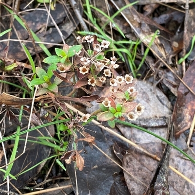 Pomax umbellata (A Pomax) at Cowra, NSW - 17 Jul 2024 by Tapirlord