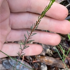 Dillwynia sericea (Egg And Bacon Peas) at Cowra, NSW - 17 Jul 2024 by Tapirlord