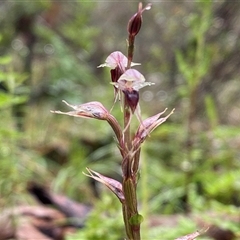 Acianthus collinus (Inland Mosquito Orchid) at Cowra, NSW - 17 Jul 2024 by Tapirlord