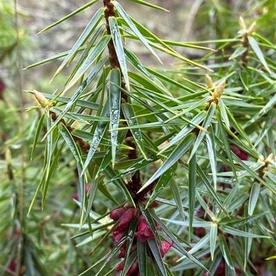 Melichrus erubescens (Ruby Urn Heath) at Cowra, NSW - 17 Jul 2024 by Tapirlord