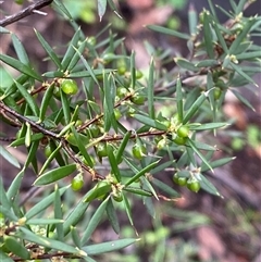 Monotoca scoparia (Broom Heath) at Cowra, NSW - 17 Jul 2024 by Tapirlord