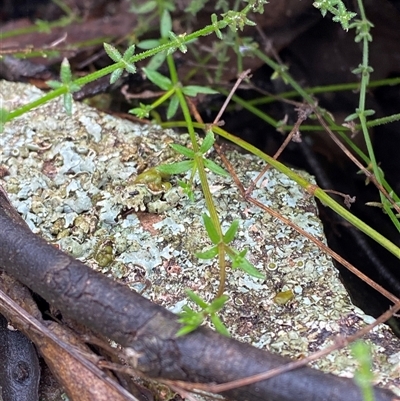 Galium gaudichaudii (Rough Bedstraw) at Cowra, NSW - 17 Jul 2024 by Tapirlord