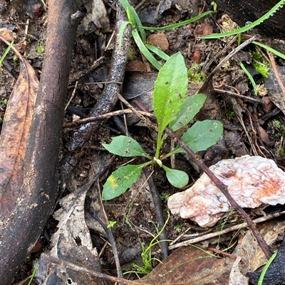 Goodenia hederacea subsp. hederacea (Ivy Goodenia, Forest Goodenia) at Cowra, NSW - 17 Jul 2024 by Tapirlord