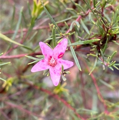 Crowea exalata subsp. exalata (Small Crowea) at Cowra, NSW - 17 Jul 2024 by Tapirlord