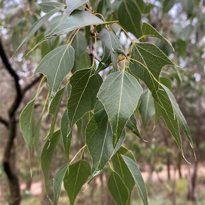 Brachychiton populneus subsp. populneus (Kurrajong) at Cowra, NSW - 17 Jul 2024 by Tapirlord