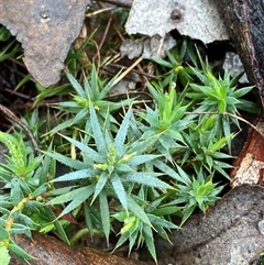 Styphelia humifusum (Cranberry Heath) at Cowra, NSW - 17 Jul 2024 by Tapirlord