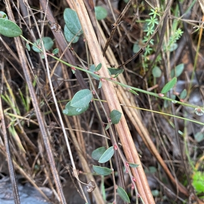 Bossiaea prostrata (Creeping Bossiaea) at Cowra, NSW - 17 Jul 2024 by Tapirlord