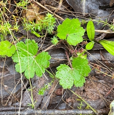 Hydrocotyle laxiflora (Stinking Pennywort) at Cowra, NSW - 17 Jul 2024 by Tapirlord