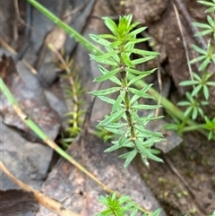 Asperula conferta (Common Woodruff) at Cowra, NSW - 17 Jul 2024 by Tapirlord