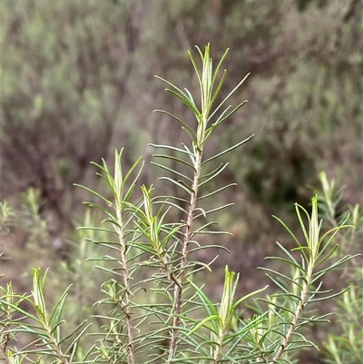 Cassinia laevis subsp. rosmarinifolia (Curry Bush) at Cowra, NSW - 17 Jul 2024 by Tapirlord