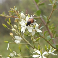 Phyllotocus navicularis (Nectar scarab) at Conder, ACT - 7 Jan 2024 by MichaelBedingfield