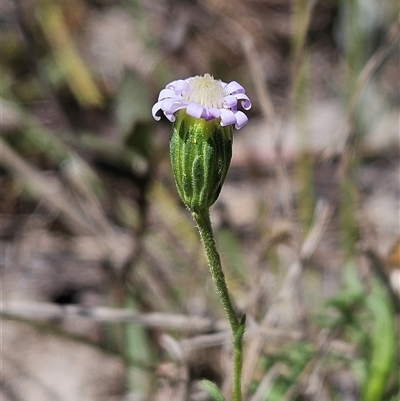 Vittadinia muelleri (Narrow-leafed New Holland Daisy) at Whitlam, ACT - 12 Oct 2024 by sangio7