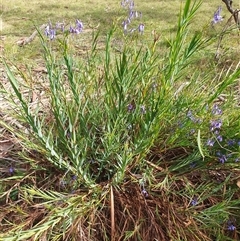 Stypandra glauca (Nodding Blue Lily) at Lake George, NSW - 14 Oct 2024 by AlexJ