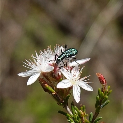 Eleale aspera (Clerid beetle) at Bumbaldry, NSW - 3 Oct 2024 by RobG1