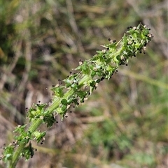 Acaena x ovina (Sheep's Burr) at Whitlam, ACT - 12 Oct 2024 by sangio7