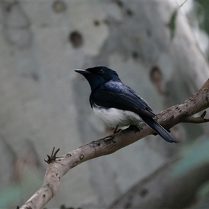 Myiagra cyanoleuca at Macgregor, ACT - suppressed