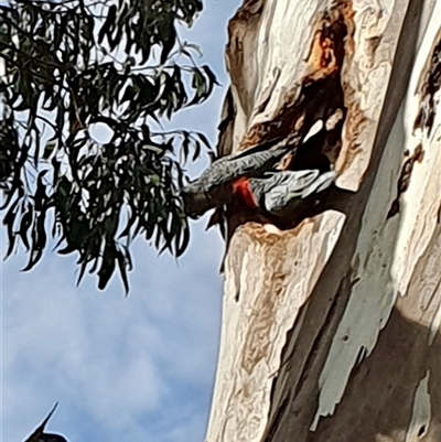 Callocephalon fimbriatum (Gang-gang Cockatoo) at Cook, ACT - 14 Oct 2024 by Jennybach