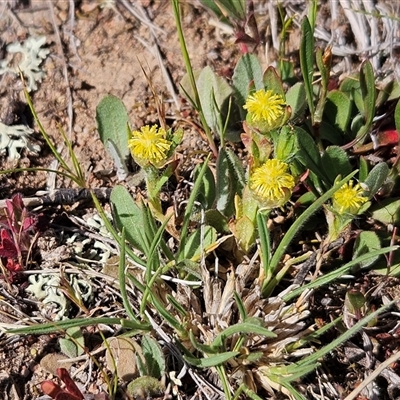 Triptilodiscus pygmaeus (Annual Daisy) at Whitlam, ACT - 12 Oct 2024 by sangio7