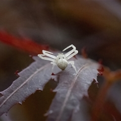 Thomisus spectabilis (Spectacular Crab Spider) at Calwell, ACT - 13 Oct 2024 by ReeniRooMartinez