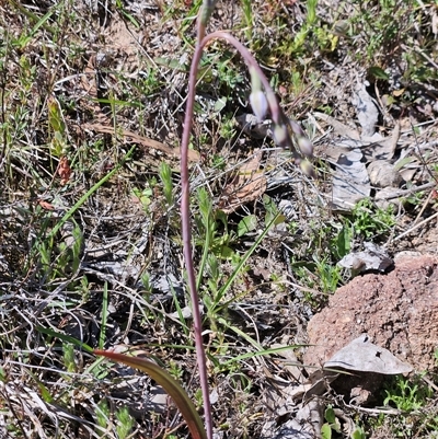 Thelymitra sp. (A Sun Orchid) at Whitlam, ACT - 12 Oct 2024 by sangio7