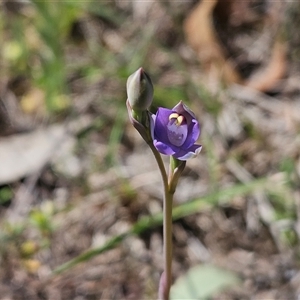 Thelymitra peniculata at Whitlam, ACT - suppressed