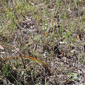 Thelymitra peniculata at Whitlam, ACT - suppressed