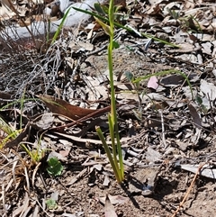 Diuris sp. (A Donkey Orchid) at Whitlam, ACT - 12 Oct 2024 by sangio7