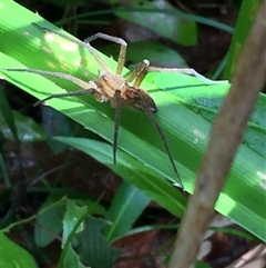 Dolomedes facetus (Crafty Fishing Spider) at Manoora, QLD - 13 Oct 2024 by JasonPStewartNMsnc2016