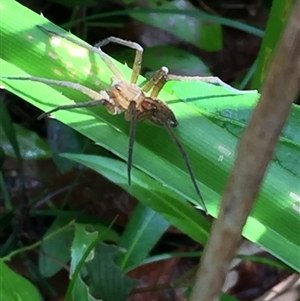 Dolomedes facetus at Manoora, QLD - 13 Oct 2024 09:20 AM