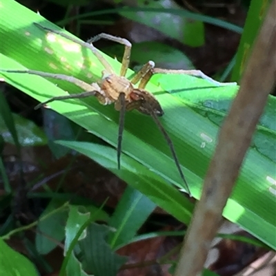 Dolomedes facetus (Crafty Fishing Spider) at Manoora, QLD - 13 Oct 2024 by JasonPStewartNMsnc2016