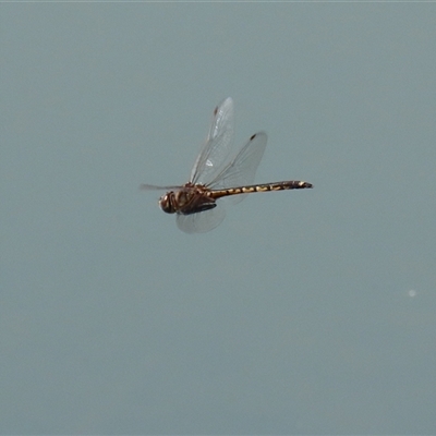 Hemicordulia tau (Tau Emerald) at Symonston, ACT - 12 Oct 2024 by RodDeb