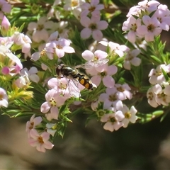 Melangyna viridiceps (Hover fly) at Symonston, ACT - 12 Oct 2024 by RodDeb