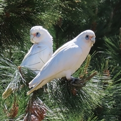 Cacatua sanguinea (Little Corella) at Symonston, ACT - 12 Oct 2024 by RodDeb