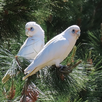 Cacatua sanguinea (Little Corella) at Symonston, ACT - 12 Oct 2024 by RodDeb