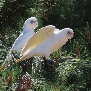 Cacatua sanguinea at Symonston, ACT - 12 Oct 2024 12:08 PM