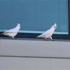 Cacatua sanguinea at Symonston, ACT - 12 Oct 2024 12:08 PM