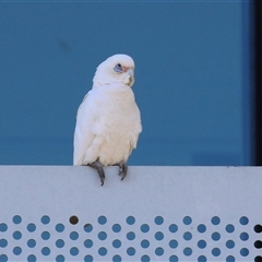 Cacatua sanguinea at Symonston, ACT - 12 Oct 2024 12:08 PM