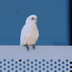 Cacatua sanguinea at Symonston, ACT - 12 Oct 2024 12:08 PM