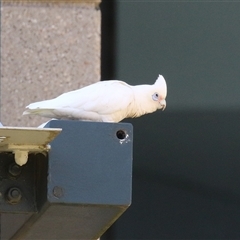 Cacatua sanguinea at Symonston, ACT - 12 Oct 2024 12:08 PM