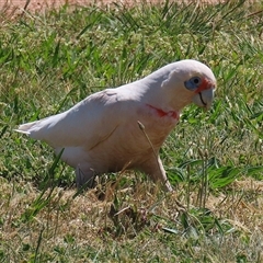 Cacatua tenuirostris (Long-billed Corella) at Symonston, ACT - 12 Oct 2024 by RodDeb