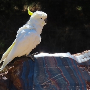 Cacatua galerita at Symonston, ACT - 12 Oct 2024