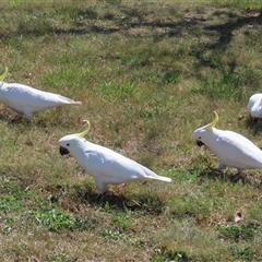 Cacatua galerita at Symonston, ACT - 12 Oct 2024