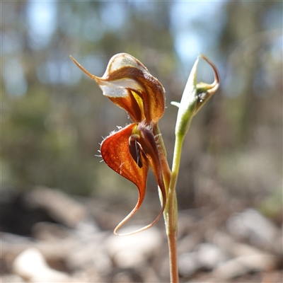 Oligochaetochilus boormanii (Sikhs whiskers, Boorroans Green-hood) at Bumbaldry, NSW - 3 Oct 2024 by RobG1