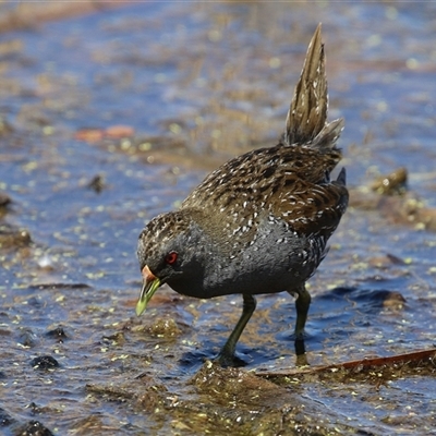 Porzana fluminea (Australian Spotted Crake) at Fyshwick, ACT - 12 Oct 2024 by RodDeb