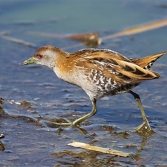 Zapornia pusilla (Baillon's Crake) at Fyshwick, ACT - 12 Oct 2024 by RodDeb