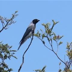 Coracina novaehollandiae (Black-faced Cuckooshrike) at Fyshwick, ACT - 12 Oct 2024 by RodDeb