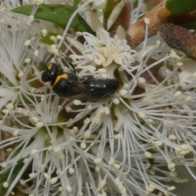 Hylaeinae (subfamily) at Freshwater Creek, VIC - 16 Feb 2021 by WendyEM