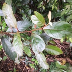 Litsea breviumbellata (rusty–leaf bollywood) at Miallo, QLD - 25 May 2024 by Jason7Stewart2016onNM