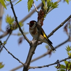 Carduelis carduelis (European Goldfinch) at Fyshwick, ACT - 12 Oct 2024 by RodDeb